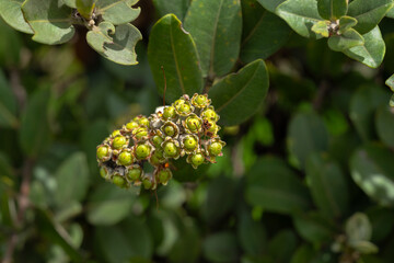 Hawaiian Reynoldsia or ‘Ohe makai (Reynoldsia sandwicensis)