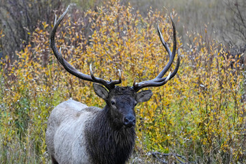 Portrait Bull Elk Snow Autumn