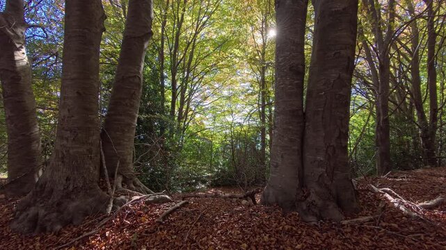 European autumn gorse forest with sunlight and fallen leaves in an ochre canopy