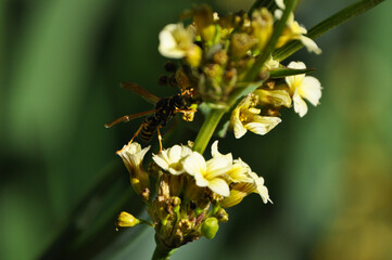Wasp pollinating beautiful yellow flowers in spring