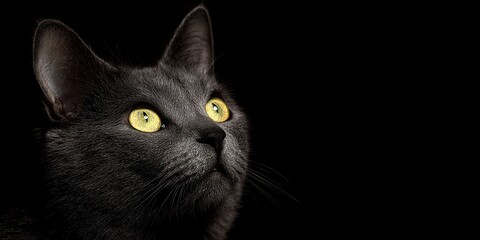 Close up profile of a domestic grey cat with striking yellow eyes against a dark background