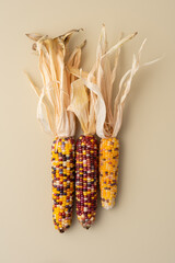 Heirloom Corn, Colorful Autumn Harvest on Neutral Background
