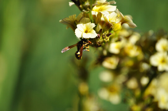 Wasp pollinating beautiful yellow flowers - Powered by Adobe