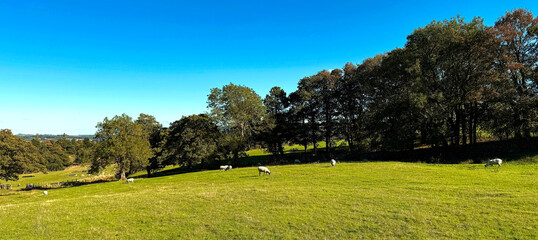 Sheep graze across a vivid green meadow under a clear blue sky, bordered by dense woodland on the outskirts of Ilkley, Yorkshire. UK