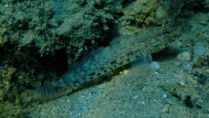Bucchich's goby (Gobius bucchichi) undersea, Aegean Sea, Greece, Halkidikii, Pirgos beach
