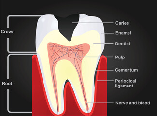 Isolated teeth structure. vector illustration	