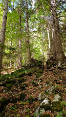 footpath in the woods