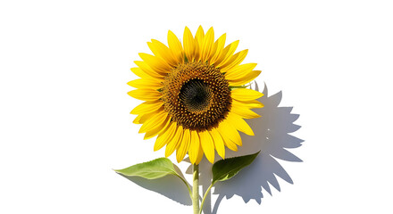 Radiant Sunflower Blossom Isolated Against White Backdrop Displaying Vibrant Yellow Petals and Natural Sunlight Warmth