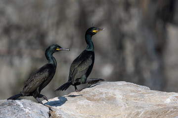 Two Common Shags (Gulosus Aristotelis) Walking Over A Rock