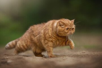 A ginger exotic shorthair Cat walks low to the ground, its eyes focused ahead. The natural background shows soft greens and browns