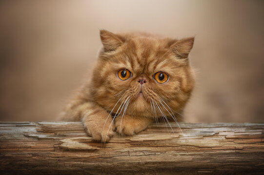 A ginger Exotic Shorthair cat with amber eyes rests its paw on a textured wooden log. The cat stares directly at the viewer, its white whiskers prominent against its red fur
