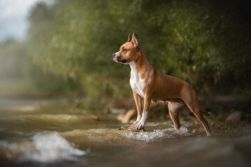 American Staffordshire Terrier is standing on a rock in shallow water. The dog looks to the left, seeming to be looking at something in the distance