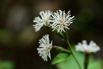 秋の野草　コウヤボウキの白い花