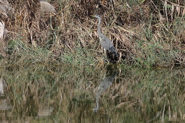 Great blue heron (Ardea herodias) reflected in the water