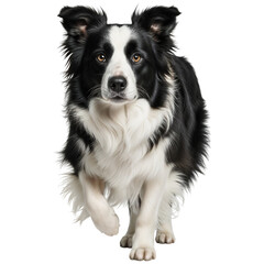 Obraz premium Border collie dog running forward isolated on transparent background