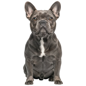 Brindle french bulldog sitting isolated on transparent background