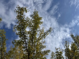 Golden fan-shaped leaves of Ginkgo biloba shimmer in autumn sunlight against a blue sky. This ancient “living fossil” tree displays its distinctive foliage in a radiant seasonal transformation.