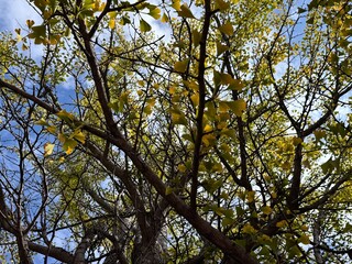 Fototapeta premium Golden fan-shaped leaves of Ginkgo biloba shimmer in autumn sunlight against a blue sky. This ancient “living fossil” tree displays its distinctive foliage in a radiant seasonal transformation.