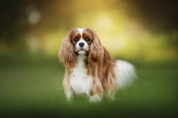 A Cavalier King Charles Spaniel dog stands in a grassy yard. The well-groomed dog's coat is a mix of white and brown. Soft sunlight illuminates the background