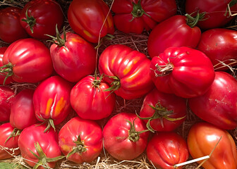 fresh red tomatoes