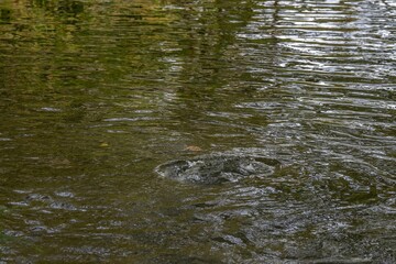 trout fish looking for food in The River Test Hampshire England