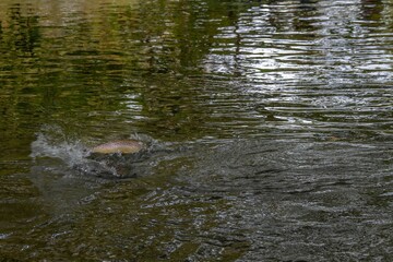trout fish looking for food in The River Test Hampshire England