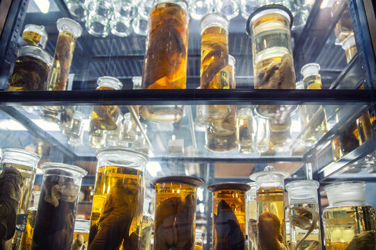 Preserved marine specimens displayed in glass jars filled with yellow fluid create surreal scientific atmosphere. Museum lighting highlights anatomy details and research collection environment