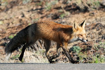 Red Fox