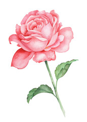 Hand-painted watercolor pink rose on white background. Elegant botanical illustration with soft petals and green leaves.