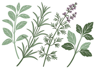 Stylized Vector Herbs Set — Basil Rosemary Thyme Parsley Botanical Kitchen Illustration