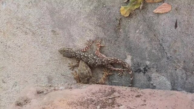 The Common house gecko. Two lizards fighting. One lizard bites the other. House geckos fighting on a wall in broad daylight, biting each other. 4K Footage.