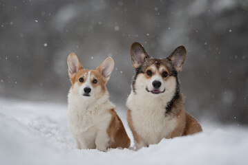 Two Pembroke Welsh Corgis, one red and white and one tricolor, sit together in deep snow as snowflakes fall. The winter scene captures the playful essence of the breed