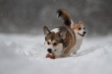 Obraz premium Two Pembroke Welsh Corgis are playing outside in the snow. One dog holds a toy in its mouth. Snowflakes are falling. The background shows a blurred winter landscape