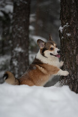 A happy pembroke welsh corgi dog has front paws against a tree trunk, standing in the snow in a wintry forest. The dog is having a playful moment in nature
