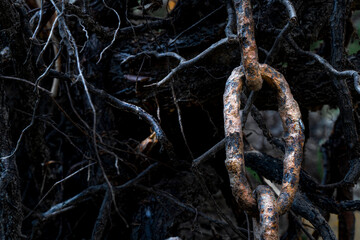 A link of an old rusty chain