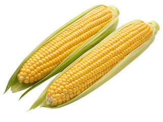 corns isolated on transparent white background full depth of field clipping path
