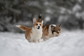 Two Pembroke Welsh Corgi dogs enjoy a snowy day. One corgi looks at the camera with a smile while another sniffs in the snow. Snowflakes are falling in the air