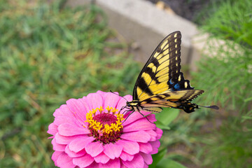 yellow tiger butterfly sitting on a pink zinnia