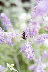 honey bee on a sage flower