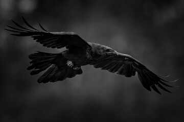 Raven in flight over the dark Estonian forest, captured in moody black and white tones that highlight the bird’s mystery and power.