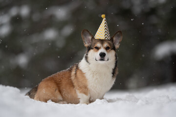 A tri-colored Pembroke Welsh Corgi sits in a snowy field wearing a chevron patterned party hat with a pompom on top. Snowflakes are falling against a blurred evergreen background