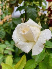 Delicate White Rose Flower Covered in Water Droplets After Rain in Green Garden Macro
