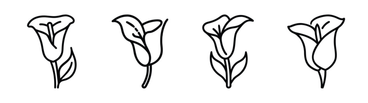 Four delicate line drawings of calla lilies in different poses simple floral art