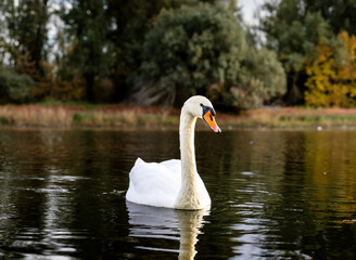 Wild swan swimming on river in natural parkland, Vojvodina, Serbia