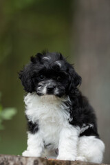 A small black and white Cavapoo puppy sits patiently. The young dog is looking directly at the viewer with a sweet expression. It is outside with a blurred green background