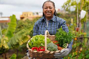 Happy african senior woman harvesting fresh vegetables at house garden - Elderly person and garden...