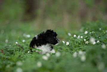 Fototapeta premium A fluffy black and white Cavapoo puppy sits among green plants and small white flowers in a grassy field. The puppy appears to be exploring the meadow