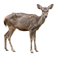 Fototapeta premium Thin Deer Isolated on White Background