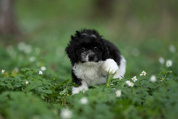 Fototapeta premium A cute black and white Cavapoo puppy dog plays among green plants and small white flowers. The young dog seems curious and full of energy while enjoying the outdoors