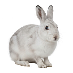 Obraz premium Close-Up Portrait of a White Hare on White Background